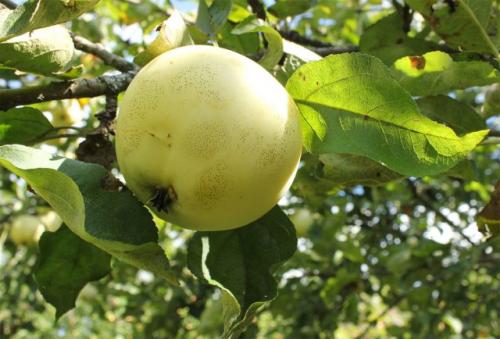 Какие сорта летних яблок наиболее устойчивы к болезням и вредителям. Летние сорта яблонь