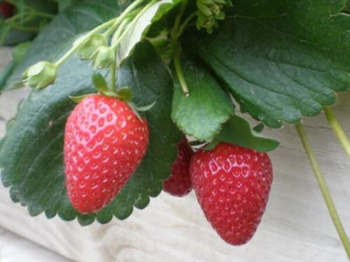 Клубника Альбион википедия. Посадка