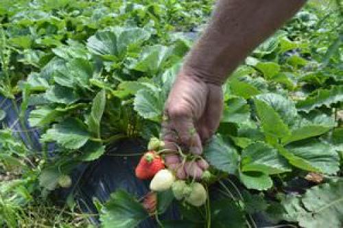 Клубника ремонтантная Альбион. Подробное описание 07