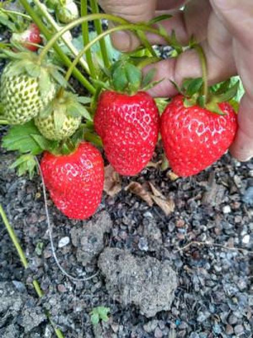 Клубника ремонтантная Альбион. Подробное описание 06