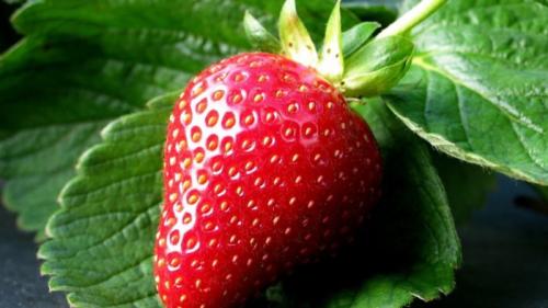 Клубника альбион: описание. Крупноплодный сорт клубники «Альбион», описание и характеристики