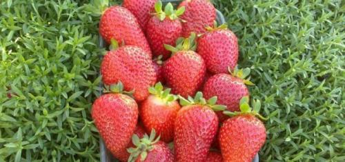 Клубника альбион: описание. Крупноплодный сорт клубники «Альбион», описание и характеристики