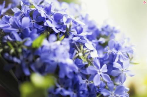 Как правильно ухаживать за многолетниками, чтобы они цвели весь сезон. Рекомендуем