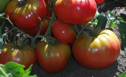 Томаты на 2022 год. Топ 10 лучших сортов томатов с описанием