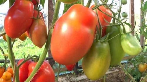 Лучшие сорта томатов на 21 год. Сорта томатов на 2021 год: что попробовать нового и что посадить из проверенного