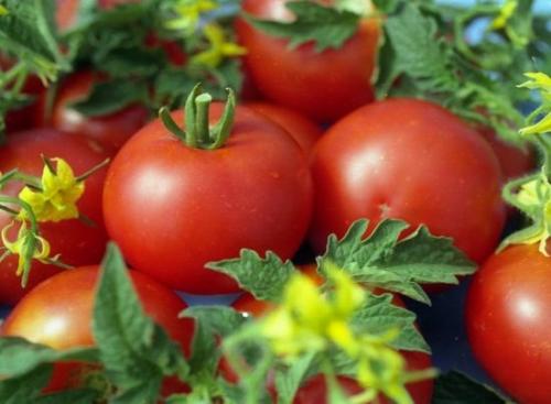 Сколько сортов томатов выбирают огородники для сезона 2022. Выбор по типу