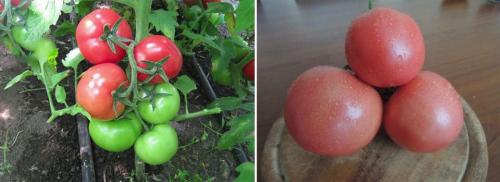 Десять самых урожайных сортов томатов. Урожайные сорта томатов для тепличного выращивания