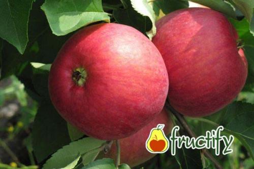 Какие способы использования имеют яблоки сорта Жигулевский. Описание и характеристики плодов сорта