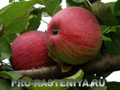Коричное полосатое яблоки: история и культура 06 Коричное полосатое яблоки: история и культура 06