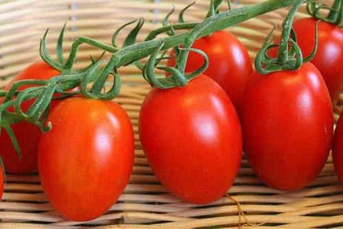 Десять самых урожайных сортов томатов. Лучшие сорта томатов для открытого грунта: фото, названия и описания (каталог)