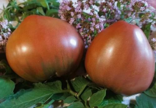 Лучшие томаты для теплицы 2022. Топ 10 лучших сортов томатов с описанием