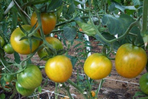 Десять самых урожайных сортов томатов. Лучшие сорта томатов для открытого грунта: фото, названия и описания (каталог)