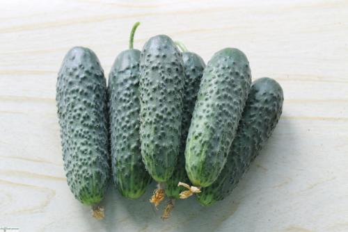 Лучшие сорта помидор на 2022 год. Описание лучших сортов томатов для открытого грунта — по отзывам садоводов 11