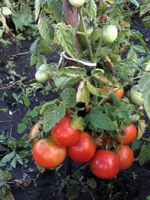 Лучшие томаты для теплицы 2022. Топ 10 лучших сортов томатов с описанием