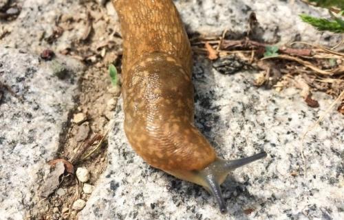 Как избавиться от слизней навсегда. Что такое слизень