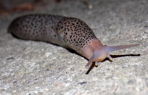 Как избавиться от слизней навсегда. Что такое слизень