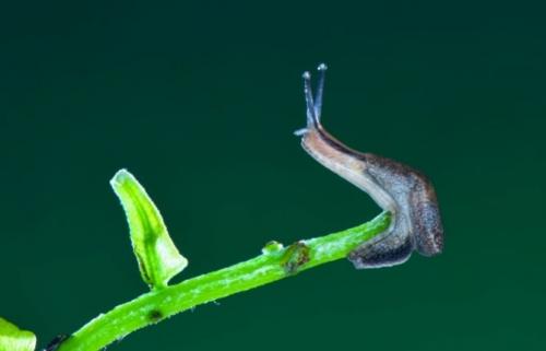 Как избавиться от слизней навсегда. Что такое слизень