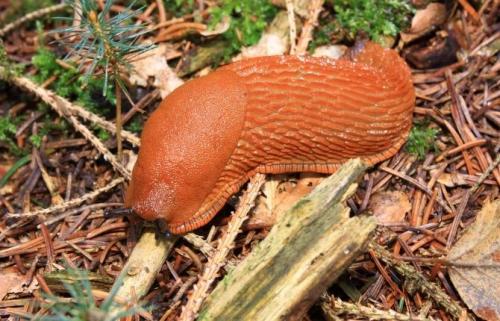 Как избавиться от слизней навсегда. Что такое слизень