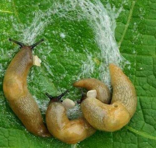 Как избавиться от слизней на перцах в теплице. Химические методы избавления от слизней