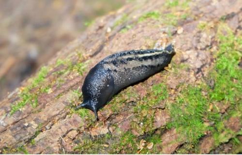 Как избавиться от слизней навсегда. Что такое слизень