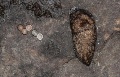 Как избавиться от слизней навсегда. Что такое слизень