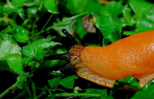 Как избавиться от слизней навсегда. Что такое слизень