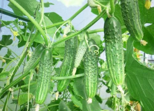 Какой сорт томата посадить в 2022 году. Особенности выбора сорта томатов 15