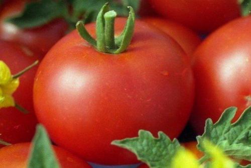 Самые урожайные сорта томатов. Лучшие сорта томатов для открытого грунта: фото, названия и описания (каталог)