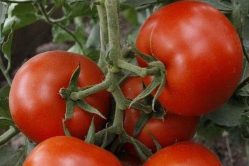 Самые урожайные сорта томатов для открытого грунта. Самые высокоурожайные сорта томатов: фото, названия и описания (каталог)