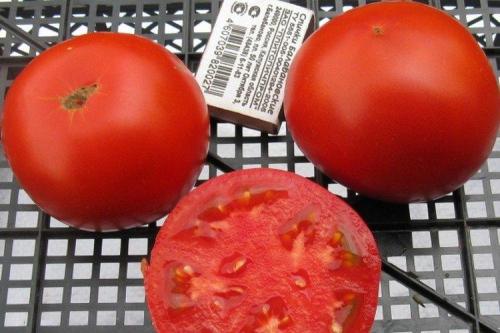 Самые урожайные сорта томатов. Лучшие сорта томатов для открытого грунта: фото, названия и описания (каталог)