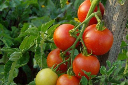 Самые урожайные сорта томатов. Лучшие сорта томатов для открытого грунта: фото, названия и описания (каталог)