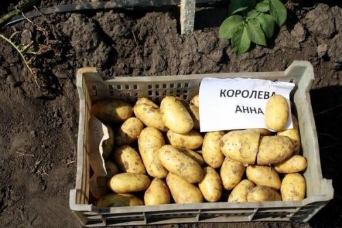 Какие факторы влияют на качество сорта Королева Анна. Описание картофеля Королева Анна