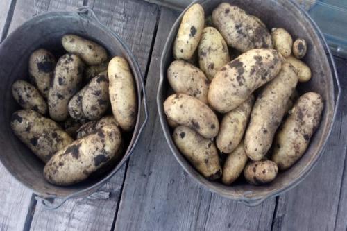 Какие факторы влияют на качество сорта Королева Анна. Описание картофеля Королева Анна