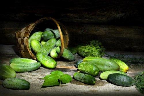 Самые урожайные сорта огурцов для открытого грунта. Лучшие сорта огурцов для открытого грунта: фото и названия (каталог)