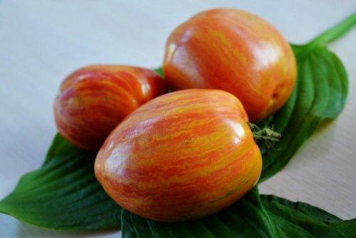 180+ лучших сортов томатов. Лучшие сорта томатов для открытого грунта: фото, названия и описания (каталог)