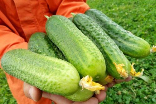 Самые урожайные сорта огурцов для открытого грунта. Лучшие сорта огурцов для открытого грунта: фото и названия (каталог)