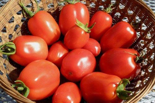 180+ лучших сортов томатов. Лучшие сорта томатов для открытого грунта: фото, названия и описания (каталог)