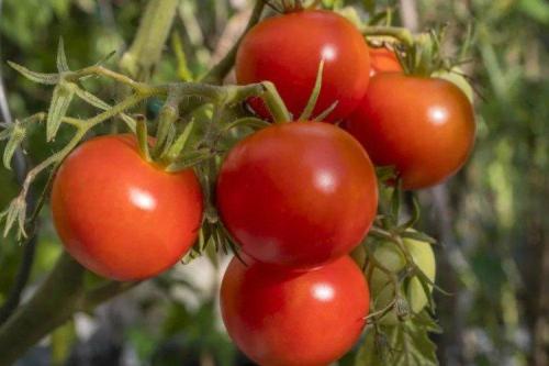 180+ лучших сортов томатов. Лучшие сорта томатов для открытого грунта: фото, названия и описания (каталог)