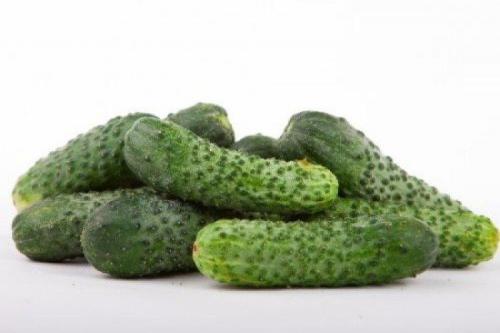 Самые урожайные сорта огурцов для открытого грунта. Лучшие сорта огурцов для открытого грунта: фото и названия (каталог)