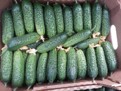 Лучшие сорта огурцов на 2022 год. Лучшие сорта огурцов для теплицы — ТОП-45 2022 года