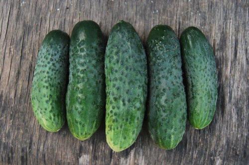 Самые урожайные сорта огурцов для открытого грунта. Лучшие сорта огурцов для открытого грунта: фото и названия (каталог)