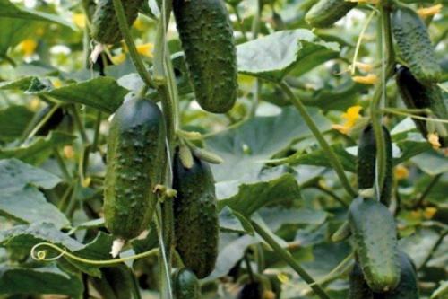 Самые урожайные сорта огурцов для открытого грунта. Лучшие сорта огурцов для открытого грунта: фото и названия (каталог)