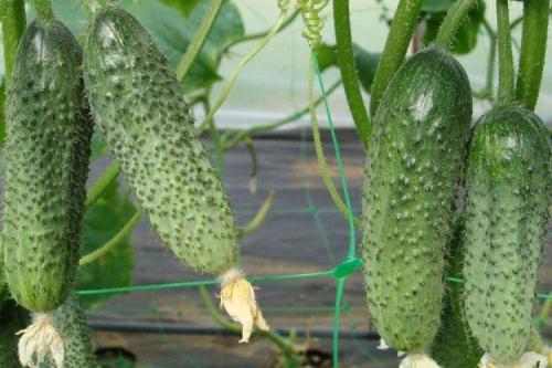 Самые урожайные сорта огурцов для открытого грунта. Лучшие сорта огурцов для открытого грунта: фото и названия (каталог)