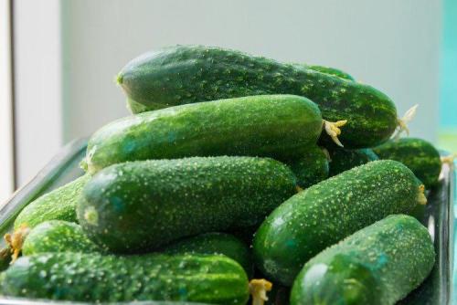 Самые урожайные сорта огурцов для открытого грунта. Лучшие сорта огурцов для открытого грунта: фото и названия (каталог)