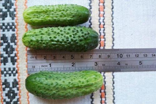 Самые урожайные сорта огурцов для открытого грунта. Лучшие сорта огурцов для открытого грунта: фото и названия (каталог)