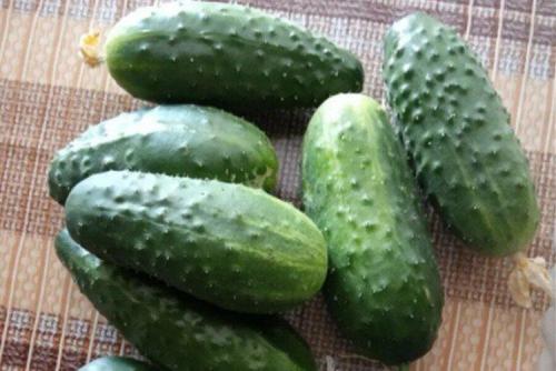 Самые урожайные сорта огурцов для открытого грунта. Лучшие сорта огурцов для открытого грунта: фото и названия (каталог)