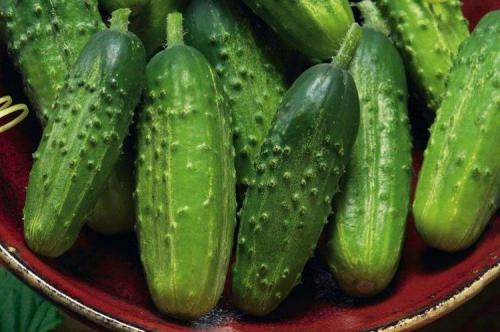 Самые урожайные сорта огурцов для открытого грунта. Лучшие сорта огурцов для открытого грунта: фото и названия (каталог)
