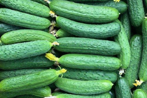 Самые урожайные сорта огурцов для открытого грунта. Лучшие сорта огурцов для открытого грунта: фото и названия (каталог)