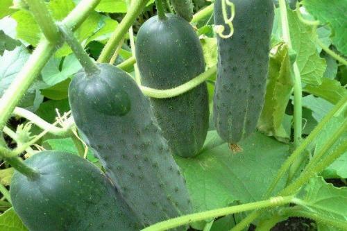 Самые урожайные сорта огурцов для открытого грунта. Лучшие сорта огурцов для открытого грунта: фото и названия (каталог)