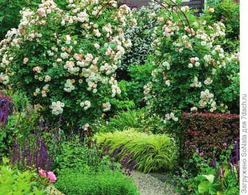 Какие сорта непрерывно цветущих роз наиболее ароматны. Самые ароматные сорта роз